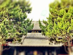-秋霞圃