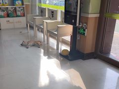 -瑞鹏宠物医院·夜间急症·心超·猫科(祖庙分店)