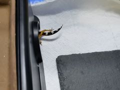 -酷以爬仙阁实体爬宠店·守宫·蜥蜴·专业繁育