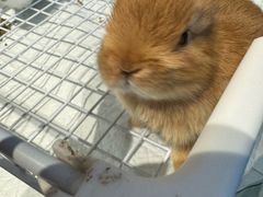 -怪兽屋·羊驼·猫咖·狗咖(俊华广场店)