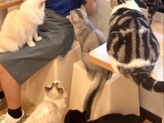 -有喵·猫咖·狗咖·30几只猫10只小狗(岗厦店)