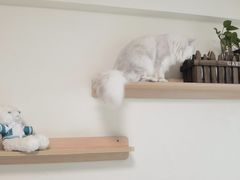 -lincat·猫舍(广州店)