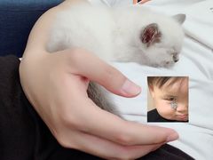 -屋虎猫馆(宝安大仟里店)