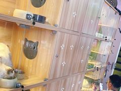 -喵百万·布偶·蓝金金渐层英短·猫舍(百子湾店)