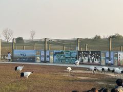 -盐城丹顶鹤湿地生态旅游区