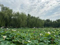 -莲花池公园