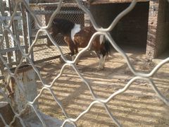 -意大利农场度假村