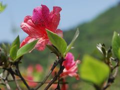 -木兰云雾山