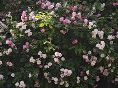 -谷咖啡·鲜花绿植花园餐厅
