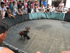-西双版纳傣族园