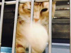 -创凡宠物医院·骨专科  猫科中心(西乡分院)