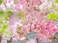 -深圳国际园林花卉博览园