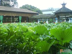 荷花池-荷香居(洞企石路店)