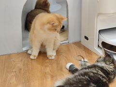 -COLOR PETS 撸猫馆·购猫·猫咖(长风大悦城店)