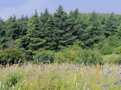 -白草畔自然风景区