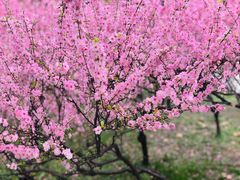 -陕西师范大学(雁塔校区)