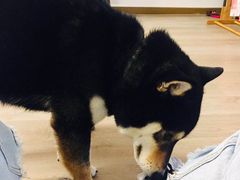 -柴迷FANS CLUB·柴犬狗咖·猫咖