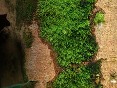 -云溪植物园