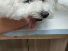 -爱侣·安琦尔宠物医院·中兽医针灸·心内科·狂犬免疫点(宝山区院)