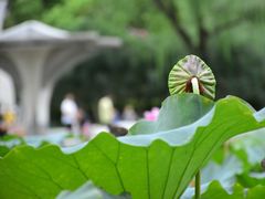 -黄兴公园