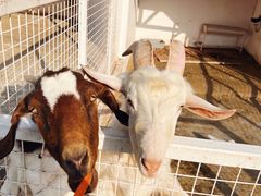 -J Create城市露营咖啡·简餐·宠物(上海动物园店)