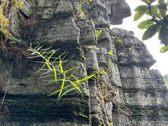 -梭布垭石林景区