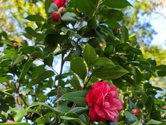 -深圳国际园林花卉博览园