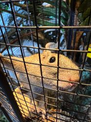 -酷嗒动物文化乐园(cutezoo西溪乐天城店)