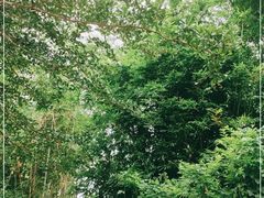 -七仙岭温泉国家森林公园