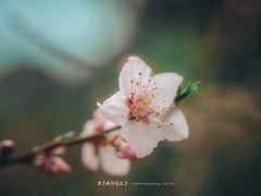 -南汇桃花村