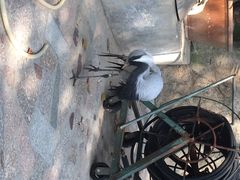 iphone_upload_pic-百鸟园