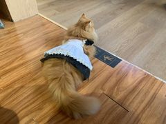 -MOCHA明星猫咖(田子坊店)