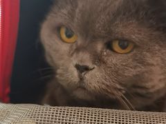 -瑞派申生动物医院·24H夜诊·国际动物医疗中心·骨外科(吴中路店)