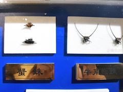 -上海昆虫博物馆