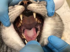 -萌兽医馆·犬猫专科·眼科中心·宠物医院(朝阳门分院)