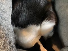 -Anne猫窝咖啡屋