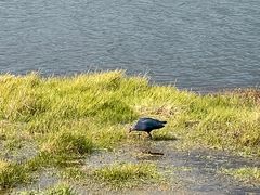 -腾冲北海湿地