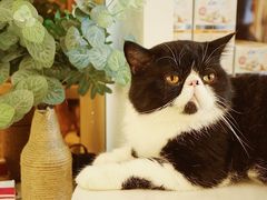 -猫爷宠物生活馆·撸猫馆