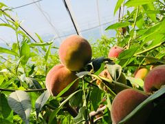 -田趣农庄草莓采摘园