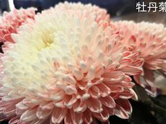 -三圣花乡旅游区