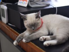 -鼓捣猫呢主题猫咖店