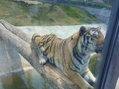 -西霞口神雕山野生动物世界