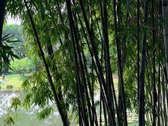 -云溪植物园
