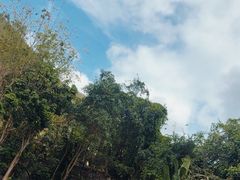 -西双版纳原始森林公园