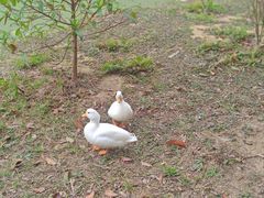 -广州白江湖森林公园