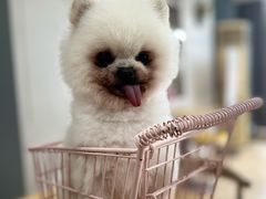 -汪说·狗咖(旺城大厦店)