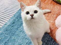-lincat·猫舍(广州店)