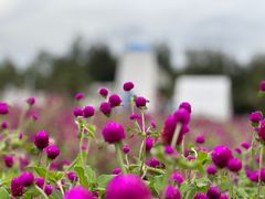 -玫瑰海岸文化旅游度假区