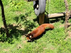 -青藏高原野生动物园