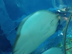 -石家庄海洋公园